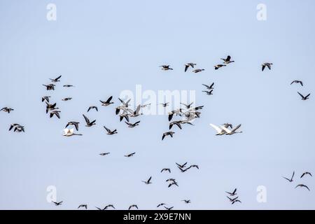 Confezione mista di fagioli (Anser fabalis) e cigno (Cygnus cygnus) sui campi invernali e sulle foreste durante l'inverno in Europa Foto Stock