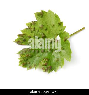 Singola foglia di uva infettata da acaro blister isolato su sfondo bianco primo piano Foto Stock