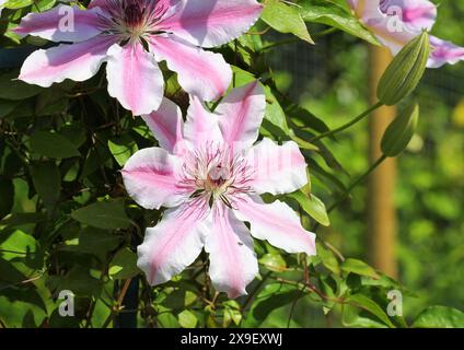 Un primo piano dei grandi fiori di Clematis "Nelly Moser" Foto Stock