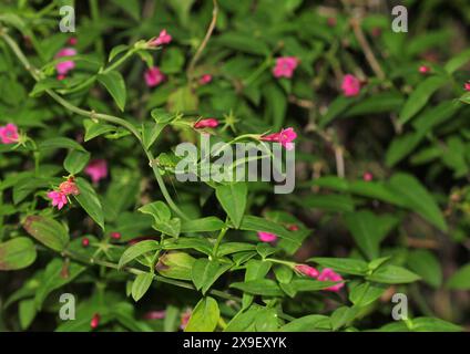 Un primo piano dei fiori rosa profondi di Jasminum beesianum, Jasmine Foto Stock