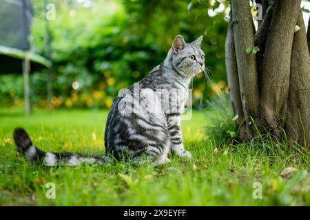 Giovane gatto da tabby in argento British shorthair che si rilassa nel cortile posteriore. Splendido gatto blu-grigio con occhi gialli che si diverte all'aperto in giardino o. Foto Stock