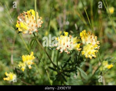 Kidney Vetch o Woundwort, Anthyllis vulneraria, Fabaceae. Anthyllis vulneraria, il seicevito comune, la veccia renale o la woundwort è un medicinale PL Foto Stock