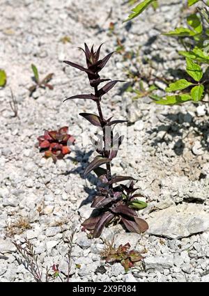 Autumn Gentian, Autumn Dwarf Gentian, o Autumn Felwort, Gentianella amarella, Gentianaceae. Chiltern Chalk Downs. Foto Stock