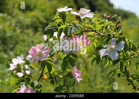 Rosa canina, rosa canina, Rosaceae. Totternhoe Knolls, Bedfordshire, Regno Unito. Foto Stock
