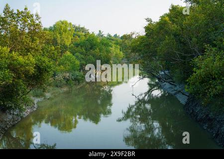 Risaie, canali d'acqua e laghi sono visibili nel paesaggio dei Sundarbans indiani, la più grande foresta di mangrovie del mondo. Pura rura Foto Stock