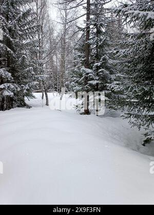 una foresta coperta di neve Foto Stock