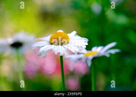 Primo piano di Shasta daisy in un campo Foto Stock