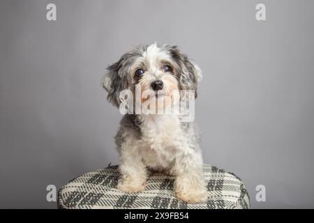 Ritratto di un maltipoo grigio e bianco seduto su uno sgabello su sfondo grigio Foto Stock