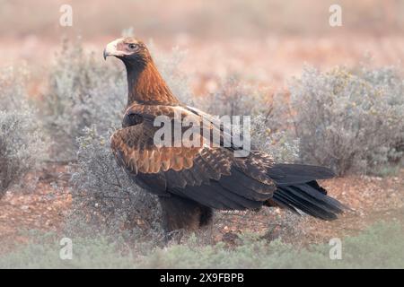 Ritratto di un'aquila selvatica dalla coda a cuneo (Aquila audax) in piedi nell'habitat della macchia salata, Australia Foto Stock