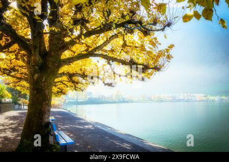 Panchina di fronte al lago di Zugo con fogliame autunnale su un albero, Arth, Schywz, Svizzera Foto Stock