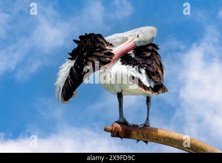 Pellicano australiano (Pelecanus conspicillatus) arroccato su un palo metallico, Perth, Australia Occidentale, Australia Foto Stock