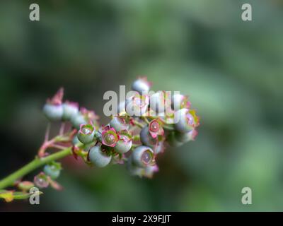 Bacche di mirtillo (Vaccinium corymbosum - varietà sconosciuta) maturate su un ramo all'inizio dell'estate Foto Stock