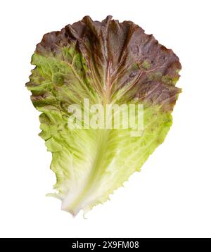 Lattuga a foglia rossa. Foglia singola di una varietà di lattuga con foglie singole dal verde chiaro al marrone scuro e foglie flessibili con costoletta centrale rigida. Foto Stock