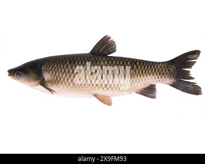 carpa di erba isolata su sfondo bianco Foto Stock