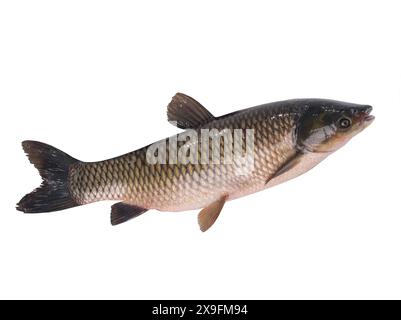 carpa di erba isolata su sfondo bianco Foto Stock