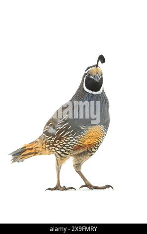 Maschio California Quail isolato su sfondo bianco Foto Stock