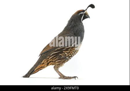 Maschio California Quail isolato su sfondo bianco Foto Stock