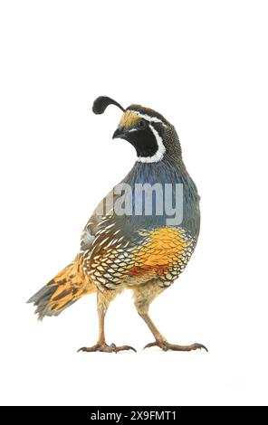 Maschio California Quail isolato su sfondo bianco Foto Stock