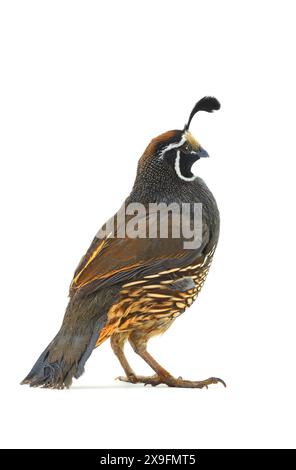 Maschio California Quail isolato su sfondo bianco Foto Stock