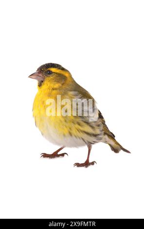 sipelle maschile isolata su sfondo bianco, ripresa in studio Foto Stock