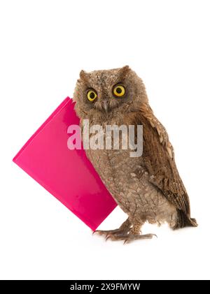 Gufo saggio con libro isolato su sfondo bianco Foto Stock