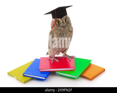 owl in berretto accademico su sfondo bianco Foto Stock