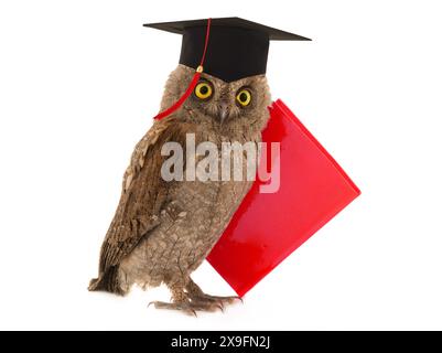 gufo in cappello accademico e libro rosso su sfondo bianco Foto Stock