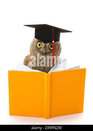 gufo in cappello accademico e libro giallo su sfondo bianco Foto Stock