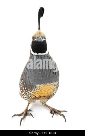 Maschio California Quail isolato su sfondo bianco Foto Stock