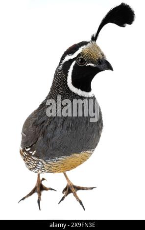 Maschio California Quail isolato su sfondo bianco Foto Stock