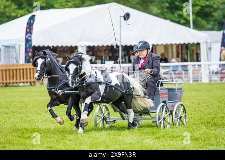 SHEPTON MALLET, SOMERSET, Regno Unito, 31 maggio, 2024, Action shot della gara di cabine doppie Osborne Refrigerators al Royal Bath and West Show. Accreditamento John Rose/Alamy Live News Foto Stock