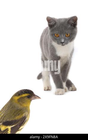 il siskin grigio per gatto e donna è isolato su sfondo bianco Foto Stock