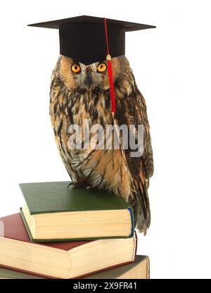 owl in berretto accademico su sfondo bianco Foto Stock