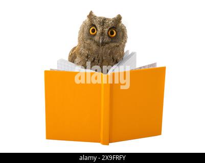 owl e libro su sfondo bianco Foto Stock