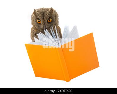 owl e libro su sfondo bianco Foto Stock