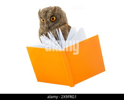 owl e libro su sfondo bianco Foto Stock
