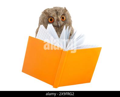 owl e libro su sfondo bianco Foto Stock
