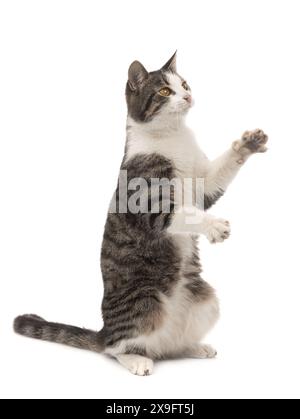 il gattino sta sulle zampe posteriori isolate su sfondo bianco Foto Stock