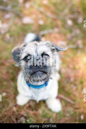 Un corposo cane di razza mista Terrier x Pug che guarda la telecamera Foto Stock