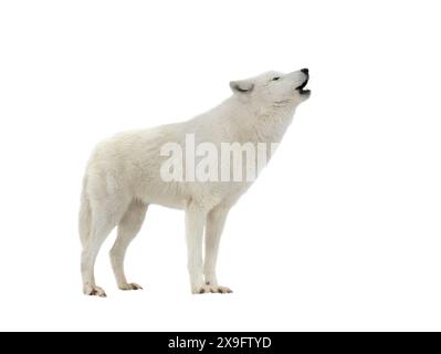 ululante lupo bianco artico in inverno isolato su sfondo bianco Foto Stock