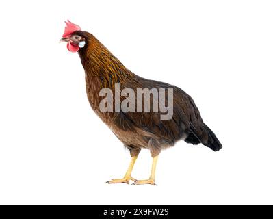 brown hen isolato su sfondo bianco Foto Stock