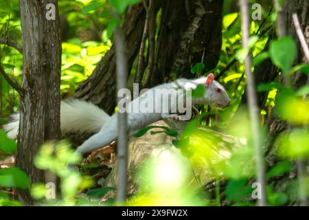 Uno scoiattolo grigio americano albino si fa strada lungo il fondo della foresta. Questo particolare animale sembra più a suo agio a terra piuttosto che a tre Foto Stock
