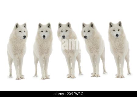 confezione di lupi polari (Canis lupus tundrarum) isolati su sfondo bianco Foto Stock