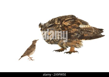 Gufo e larice isolati su sfondo bianco. I gufi sono nemici naturali di larici in grado di catturare abilmente e rapidamente piccole larve a terra e in aria. Foto Stock