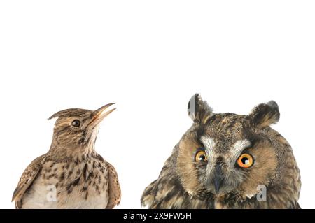 immagine figurativa di un ritratto di un gufo e di un larice isolato su uno sfondo bianco. "Lark" voi o "gufo" è una divisione comune di tipi di persone in Foto Stock