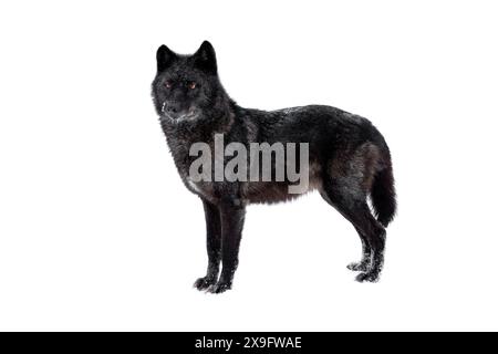 wolf si erge durante le nevicate isolato su sfondo bianco Foto Stock