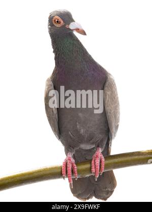 drago dove seduto su un ramo d'albero isolato su sfondo bianco Foto Stock
