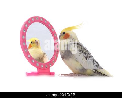 il pappagallo guarda nello specchio isolato su sfondo bianco Foto Stock