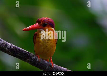 Nano kingfisher (Ceyx rufidorsa) con la schiena rufante che si arrocca su un piccolo ramo Foto Stock