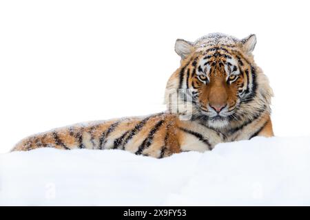 tigre sdraiata nella neve isolata su sfondo bianco Foto Stock